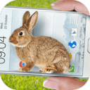 手機屏幕養兔子軟件