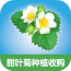 甜葉菊種植收購(gòu)v1.0