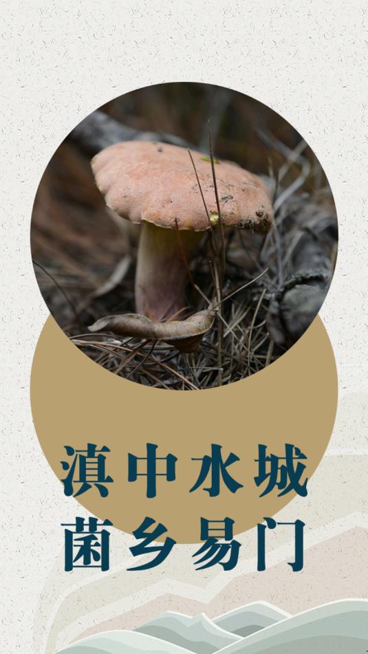 菌鄉(xiāng)易門截圖3