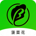 菠菜花APP