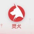 今日頭條靈犬a(chǎn)pp