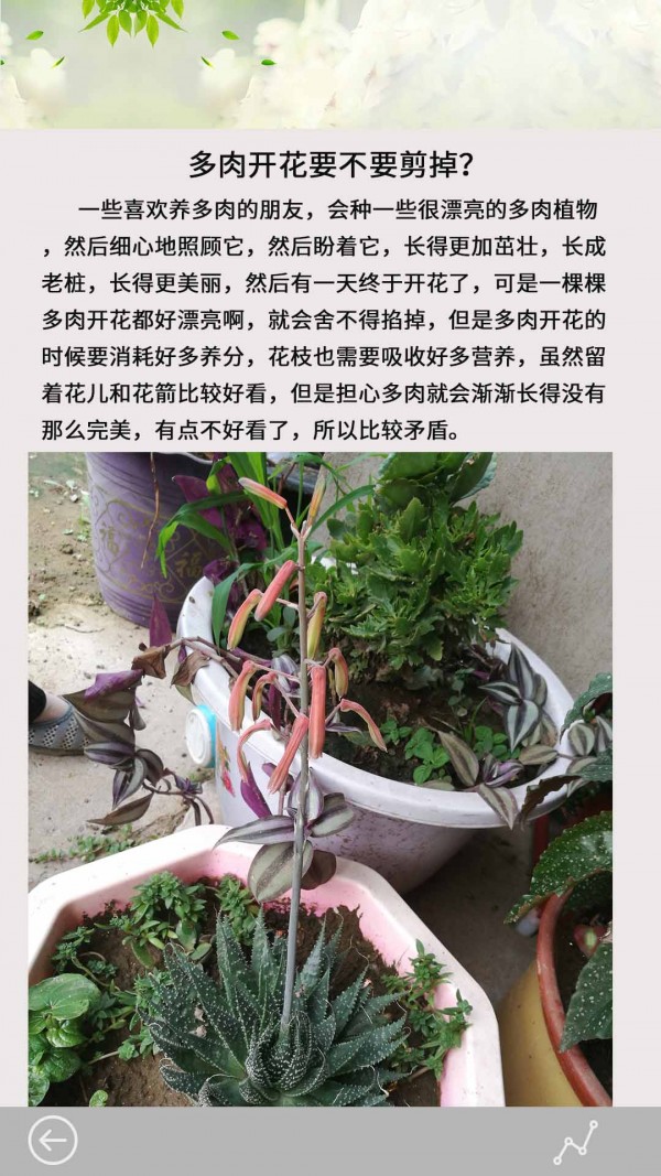 多肉花草日記截圖2